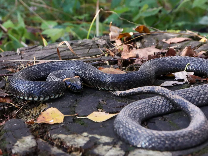 Common grass snake - Already, Snake, Reptiles, Wild animals, The photo, Autumn