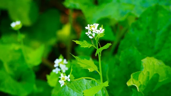 The discreet charm of wild flowers - My, The photo, Walk, Nature, Flowers