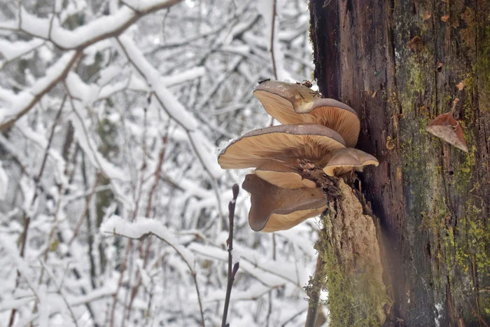 Mushrooms in winter! - My, Plants, Mushrooms, Botany, Entertaining botany, Botmuseum, Botanical Museum of the Botanical Institute of the Russian Academy of Sciences, Botanical Museum, Longpost