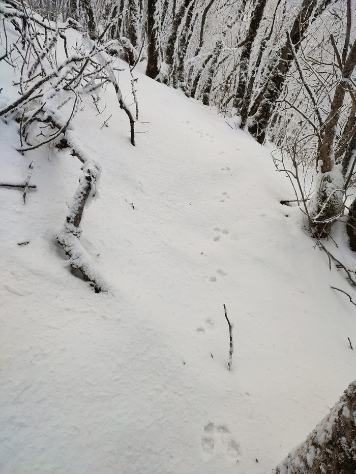 Лисьи следы немного выручают. Неохота смотреть в карту. Иду так