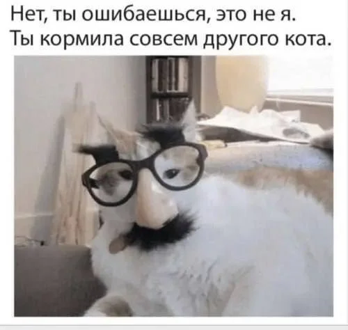 And sometimes I believe him - Humor, Picture with text, cat