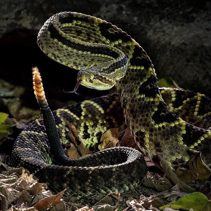 Central American Rattlesnake - Snake, Rattlesnake, Reptiles, Poisonous animals, Wild animals, wildlife, Costa Rica, Central America, The photo