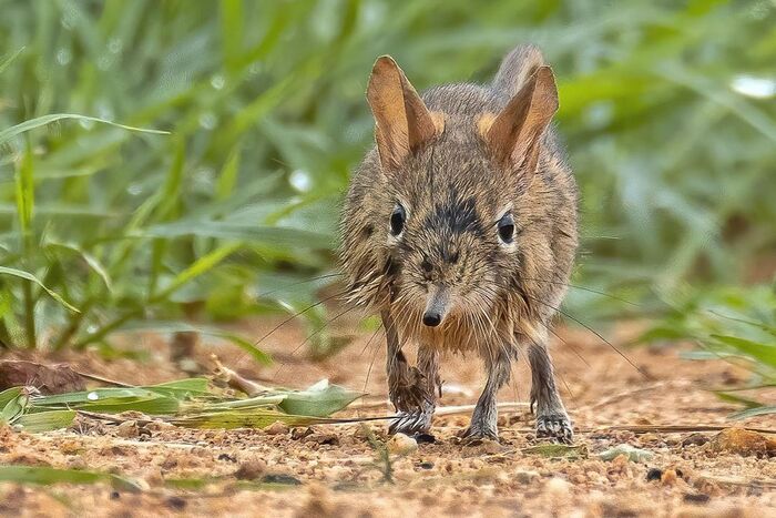 Shrub Jumper - Wild animals, wildlife, Reserves and sanctuaries, South Africa, The photo