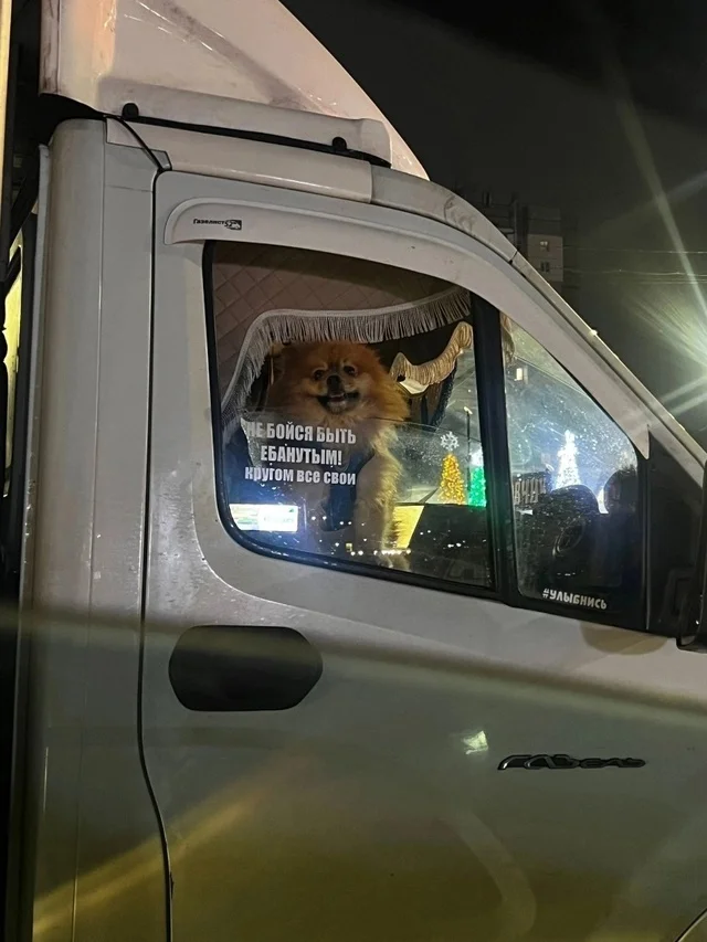 Gazelle - Funny animals, Dog, Spitz, Gazelle, Mat, Lettering on the car