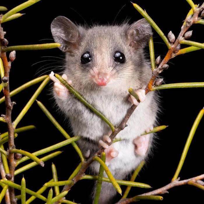 Fat-tailed Possum - Possum, Marsupials, Wild animals, wildlife, Australia, The photo