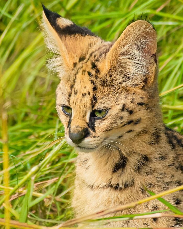 Serval - Serval, Small cats, Cat family, Predatory animals, Wild animals, wildlife, Reserves and sanctuaries, Masai Mara, Africa, The photo