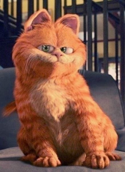 - What should I do with you? - The photo, Animals, Humor, Garfield, cat, Longpost