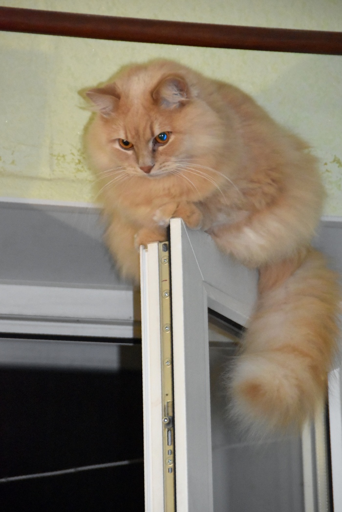 Кисуня - верхопрыг