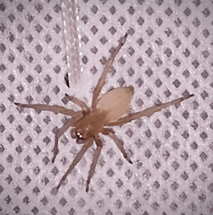 Help me! - My, Spider, Arachnophobia, Arachnology, Definition