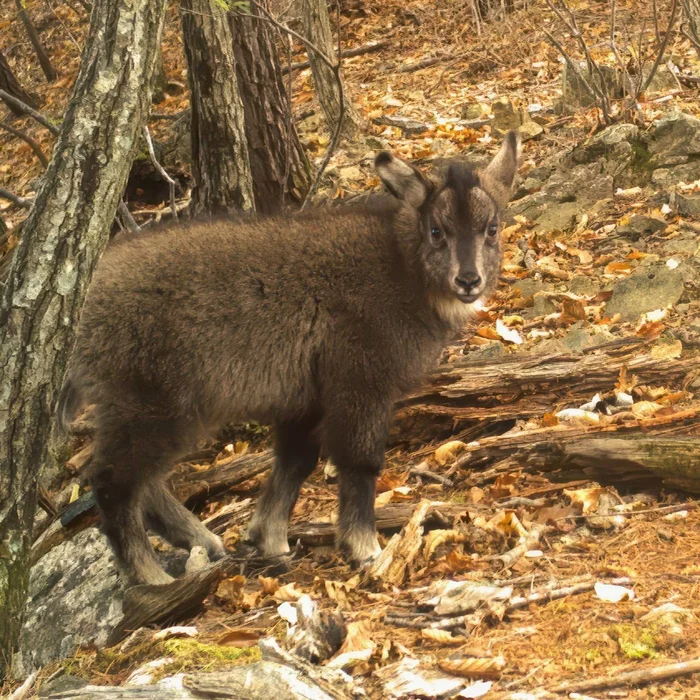 The goat, of course, doesn't have a passport. - Goral, Polar horns, Wild animals, wildlife, The photo, Phototrap, Artiodactyls, National park, Land of the Leopard, Ungulates, Primorsky Krai, Young, Telegram (link)