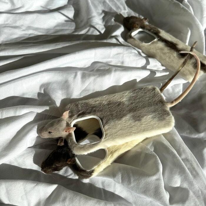 New Year's gift idea - Case for phone, Rat, Taxidermy, Unusual