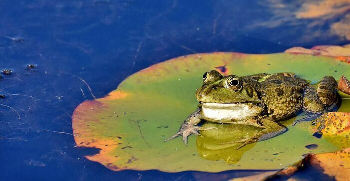   ,    , It Is Wednesday My Dudes, , , 