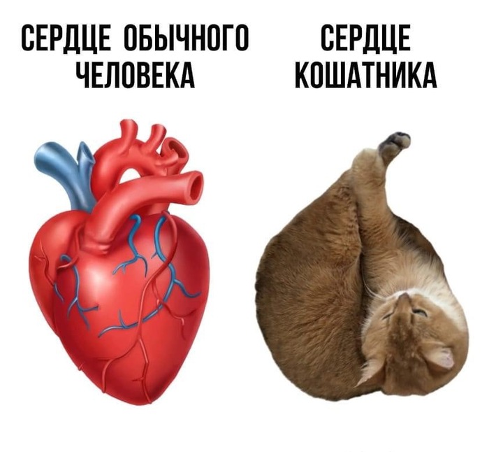 Сердце