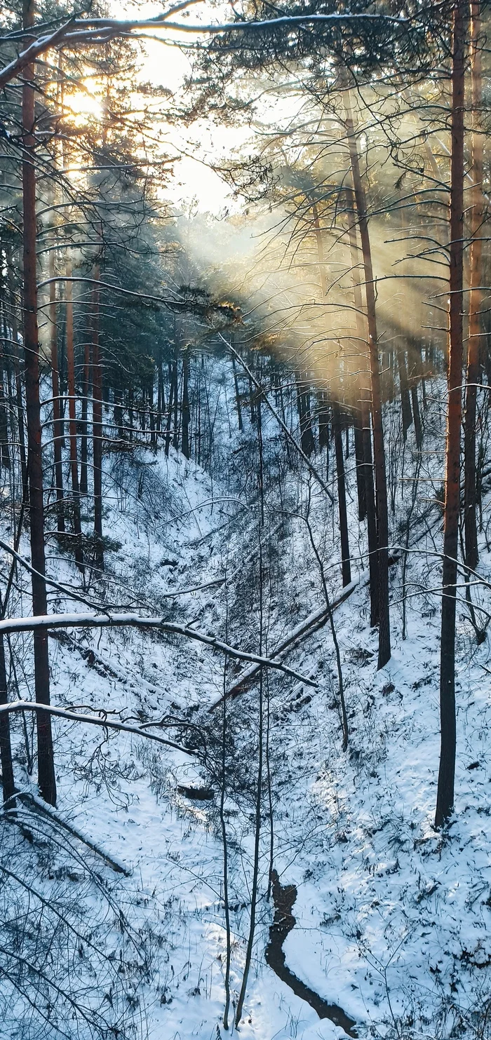 Солнечное кружево - Моё, Солнце, Луч, Зима, Снег, Лес, Новосибирск, Длиннопост, Солнечные лучи, Природа, Фотография