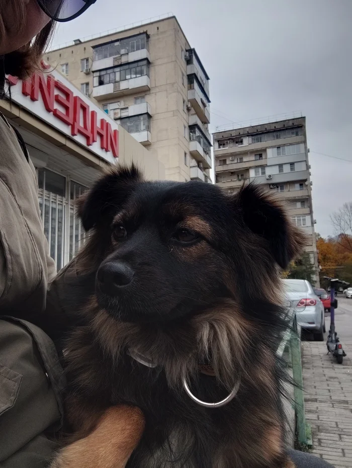 Dog looking for a home - Lost, Dog, Found a dog, Novorossiysk, Longpost, In good hands