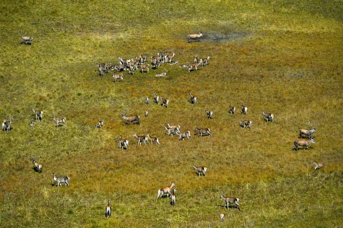 The results of the red deer census have been summed up in the Caucasian Reserve - Ecology, Eco-city, Deer, Caucasus, Longpost