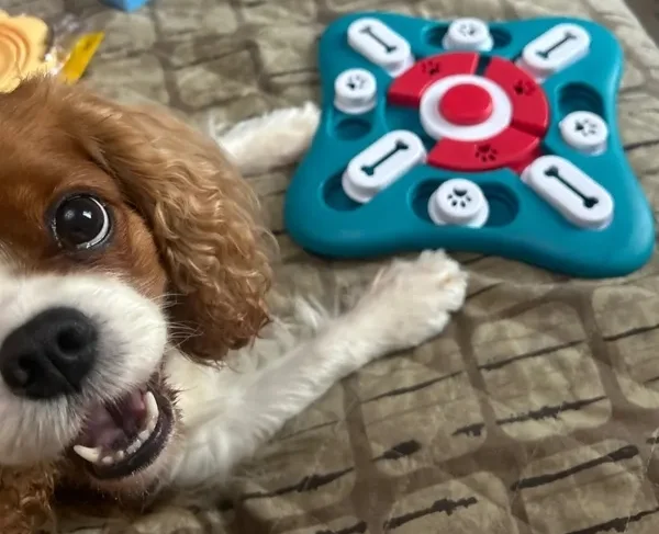 Puzzle for dogs - Головоломка, Puzzle, Toys, Development, Dog, Animal feed, Feeding, Intelligence, Dog lovers, Dog Treat