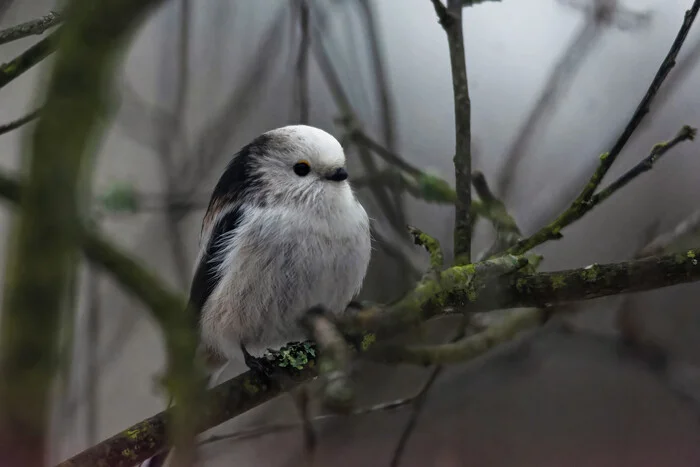 December has begun. Dark and dirty - My, Photo hunting, The nature of Russia, Birds, Nature, Winter, Hobby, December, Bird watching, Ornithology League, Ornithology, wildlife