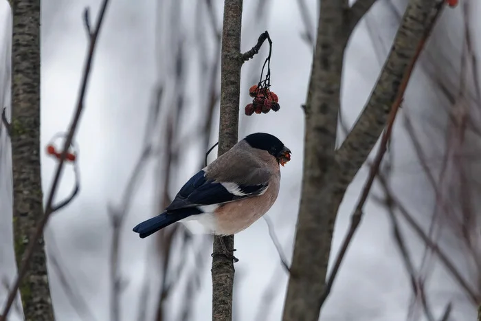 They ate everything - My, Photo hunting, The nature of Russia, Birds, Nature, Bullfinches, Forest, Bird watching, Ornithology League, Ornithology, wildlife, Hobby