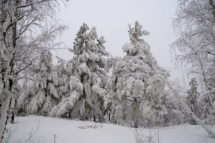 Siberia - 2008 - My, Siberia, Winter, Nature, Creation, Snow, The photo