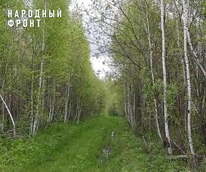 Bastrykin demanded an investigation into why roads, water and electricity have not been installed to plots in the village of Rodionovo for 5 years - Officials, Housing and communal services, Tomsk, Siberia, Tomsk region, Land, Land plot, Beneficiary, Izhs, House, Building, Home construction, Lodging, Telegram (link), Longpost