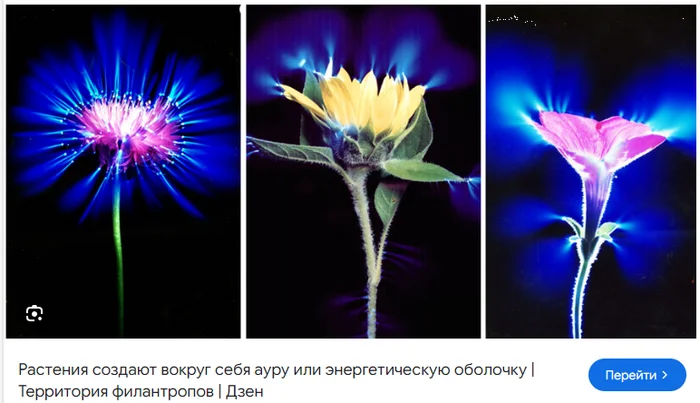 Reply to the post Because in this house there can only be one flower ONLY ONE - Houseplants, Plants, Kirlian effect, Bloom, Reply to post, Yandex Zen (link)