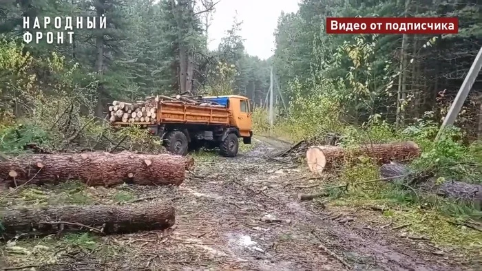 Following a signal from the People's Front about cutting down trees in a cedar forest in the village of Nekrasovo, the police opened a criminal case - Officials, Housing and communal services, Tomsk, Siberia, Cedar, Forest, Tree, Village