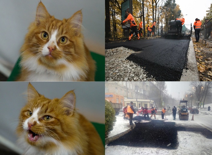 Реакция кота Абрикоса на укладку асфальта зимой