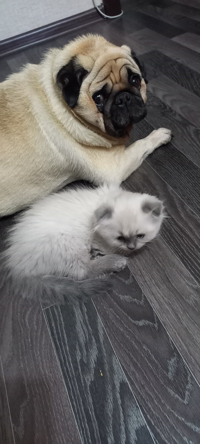 Пес пока не понял, сколько счастья ему привалило)