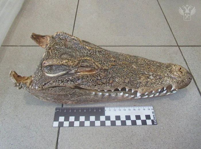 Siberian customs officers found a dried crocodile head on a passenger from Thailand - Crocodiles, Head, Customs, Souvenirs, Reptiles, Thailand, Smuggling, Wild animals, The photo, Риа Новости, Telegram (link)