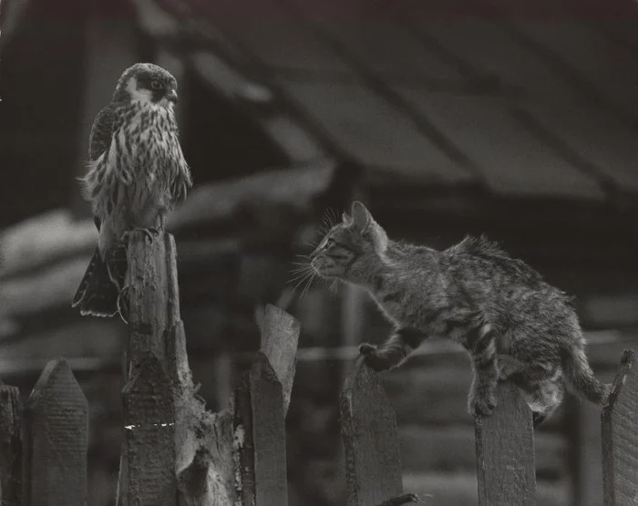 Photo by Sergey Vasiliev - The photo, Black and white photo, 70th, cat, Animals, Predator birds