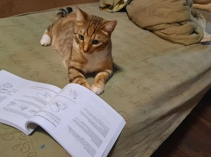 Studying the instructions for a robot vacuum cleaner - Robot Vacuum Cleaner, Instructions, Sofa, Mess, cat