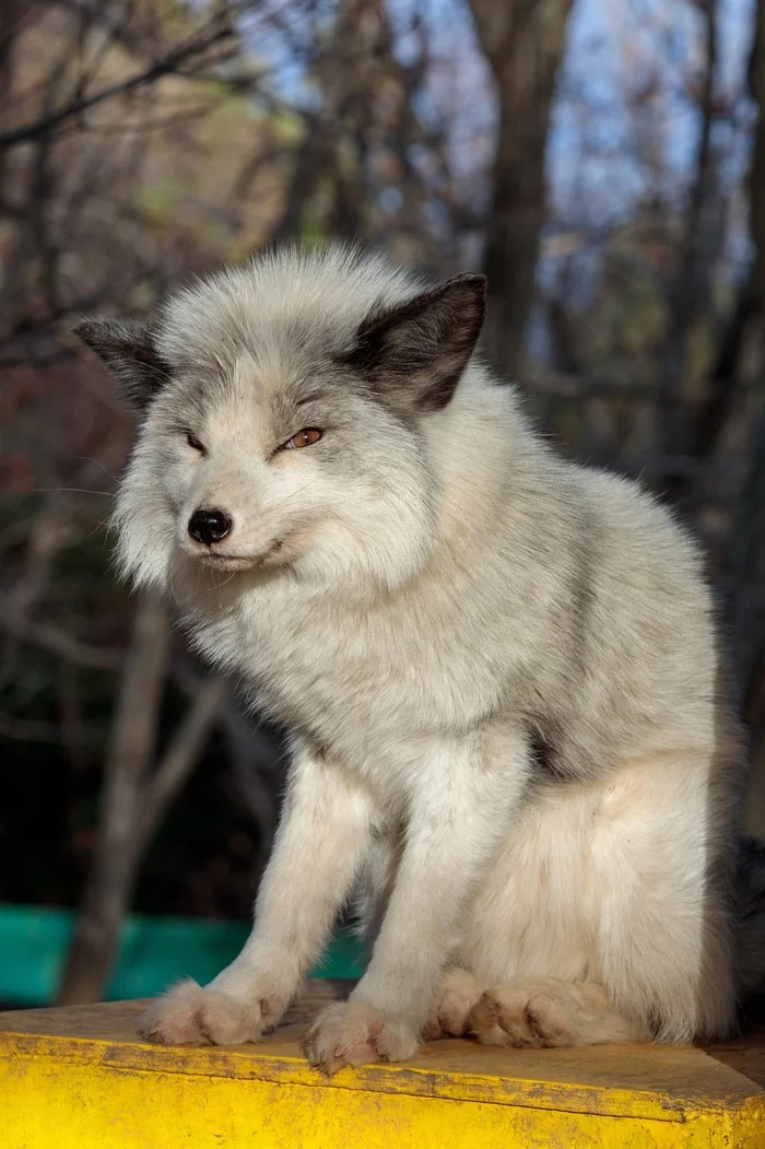 Aren't you Kolobok, perhaps? - The photo, Fox, Animals, In the animal world, Sight