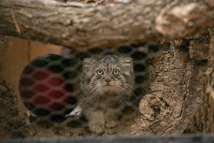 Mimimeters to battle! - Pallas' cat, Small cats, Cat family, Wild animals, Predatory animals, Zoo, Facebook (link), Young