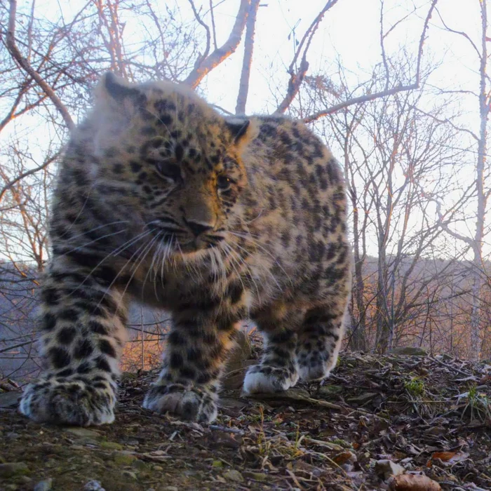 The baby is waiting for his mother - Far Eastern leopard, Young, The photo, Big cats, Phototrap, National park, Land of the Leopard, Primorsky Krai, wildlife, Leopard, Predatory animals, Cat family, Wild animals, Telegram (link)