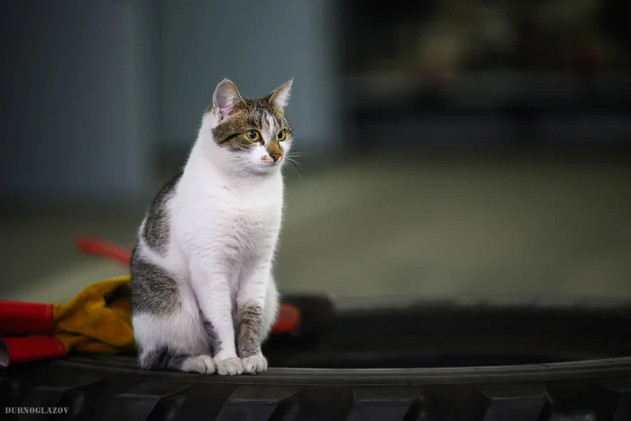 Cat at the fire station - My, The photo, cat, Firefighters, Nikon