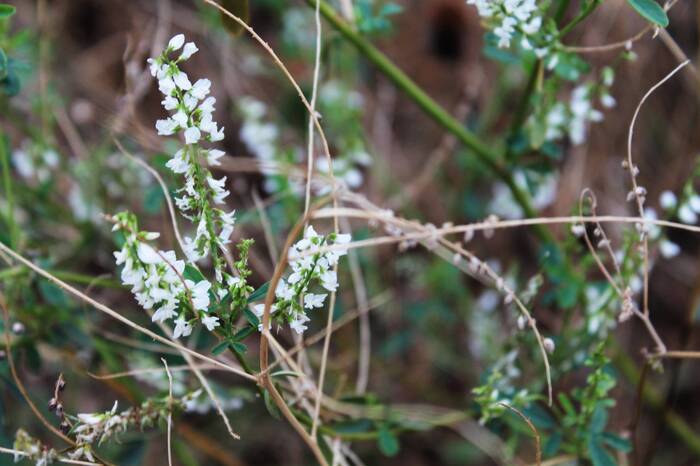 White sweet clover - My, The photo, Nature, Plants