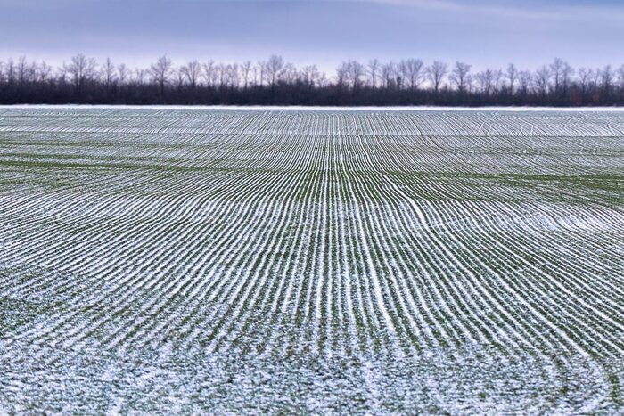 Winter crop - My, Winter crops, Field, Wheat, Landscape, Steppe, Rostov region, Сельское хозяйство