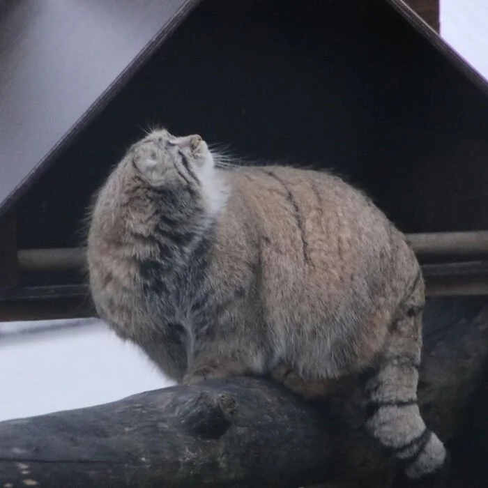 Collie-Ollie photoshoot - Predatory animals, Cat family, Wild animals, Zoo, Pallas' cat, Small cats, The photo, Young, Longpost