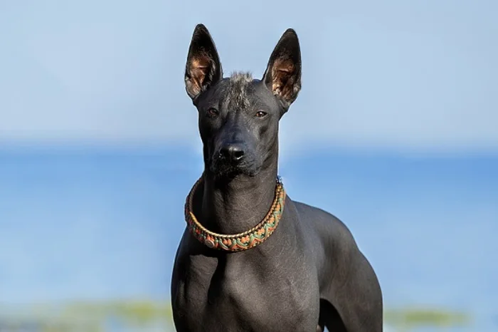 The Xoloitzcuintle, or Mexican Hairless Dog, colloquially known as the Xolo, is one of the oldest dog breeds on Earth. - My, Animals, Around the world, In the animal world, Biology, Dog, Dog breeds, Vertical video, Video, Longpost