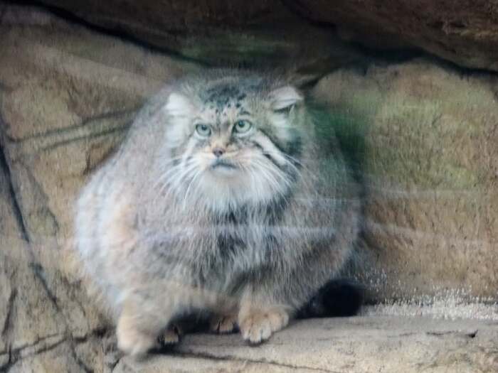 Rounder than round - Predatory animals, Cat family, Wild animals, Zoo, Pallas' cat, Small cats, The photo