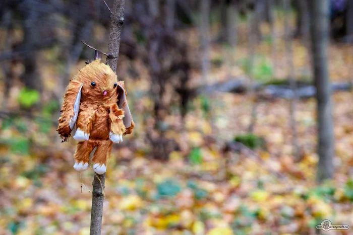 The bunny was abandoned by its owner... - My, The photo, Autumn, Beautiful view, Hare, Soft toy, Leaves, Bokeh