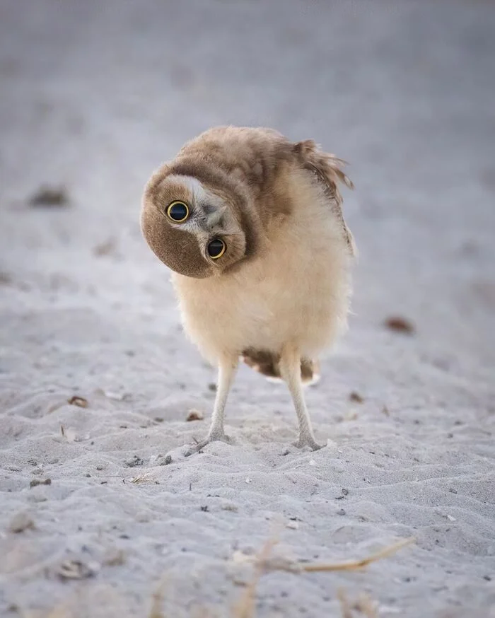 A look from the other side - Owl, Birds, Predator birds, Wild animals, wildlife, North America, The photo