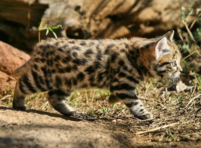 Little wanderer - Young, Black-footed cat, Small cats, Cat family, Predatory animals, Wild animals, wildlife, Reserves and sanctuaries, South Africa, The photo