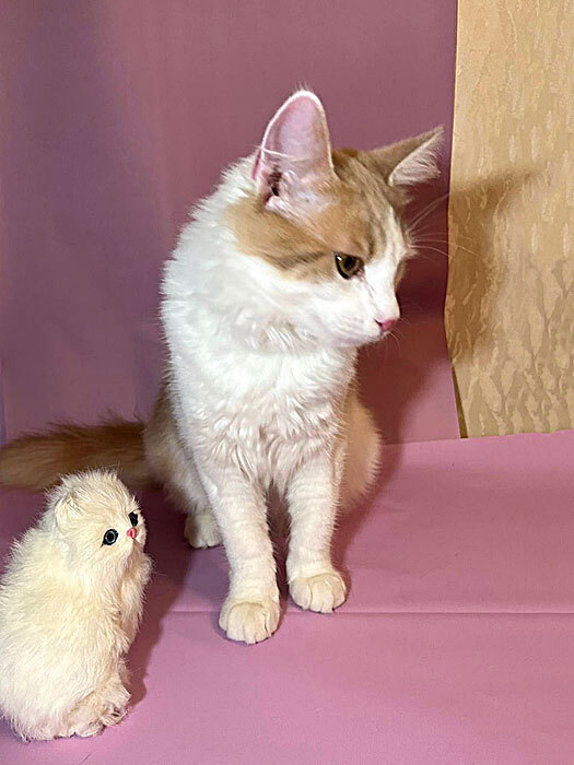 Gentle sun, teenage cat Peach in good hands - Overexposure, In good hands, Homeless animals, Volunteering, cat, Is free, No rating, Good league, Longpost