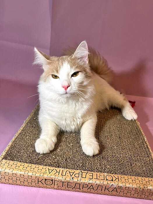 Gentle sun, teenage cat Peach in good hands - Overexposure, In good hands, Homeless animals, Volunteering, cat, Is free, No rating, Good league, Longpost