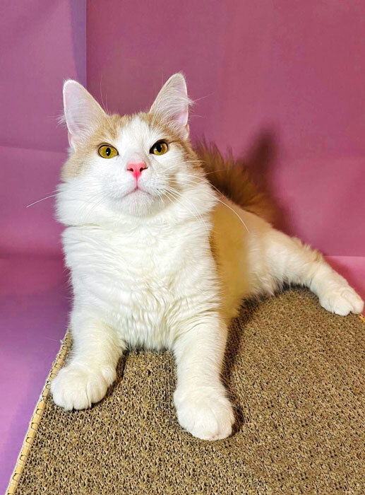 Gentle sun, teenage cat Peach in good hands - Overexposure, In good hands, Homeless animals, Volunteering, cat, Is free, No rating, Good league, Longpost