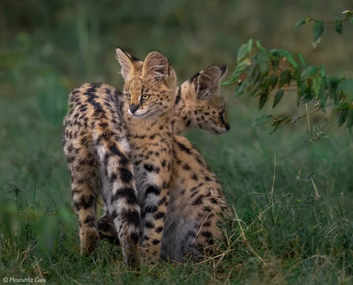 You wait for mom in that direction, and I'll go in that direction. - Young, Serval, Small cats, Cat family, Predatory animals, Wild animals, wildlife, Reserves and sanctuaries, Masai Mara, Africa, The photo