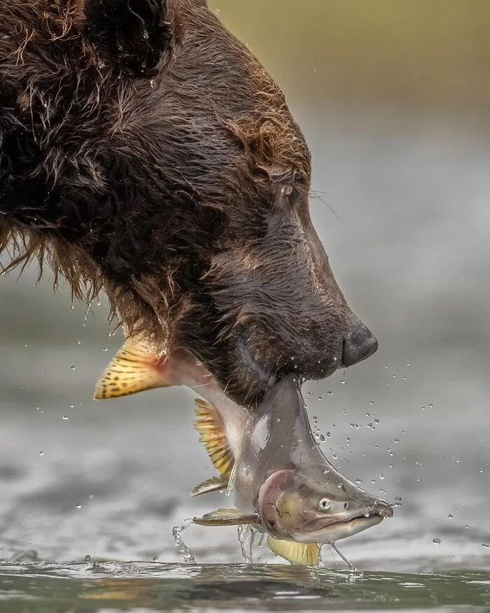 Rybov didn't expect this. - The Bears, Brown bears, Predatory animals, Wild animals, wildlife, National park, North America, Mining, The photo