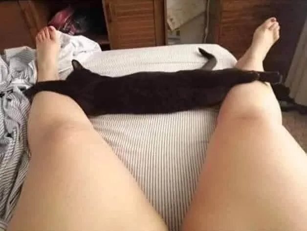 Some 18+ content - Humor, Legs, It seemed, Repeat, cat